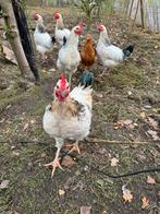 Sussex hanen te koop, Dieren en Toebehoren, Pluimvee, Mannelijk, Kip