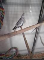 Vrouwelijke valkparkiet