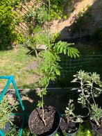 Perzische slaapboom 70cm. GEEN KOERIER, Tuin en Terras, Planten | Tuinplanten, Ophalen