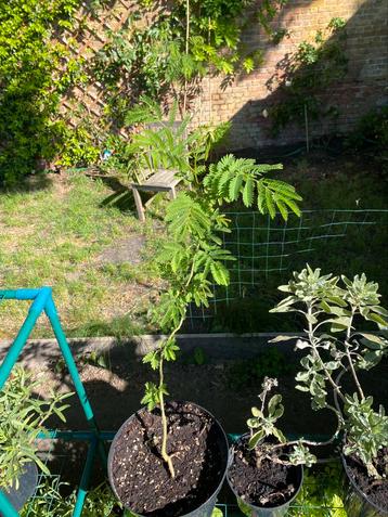 Perzische slaapboom 70cm. GEEN KOERIER  beschikbaar voor biedingen