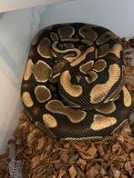 Yellowbelly het clown femelle adulte, Serpent, 0 à 2 ans