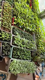 Semis plante / pépinière ( légumes ), Jardin & Terrasse