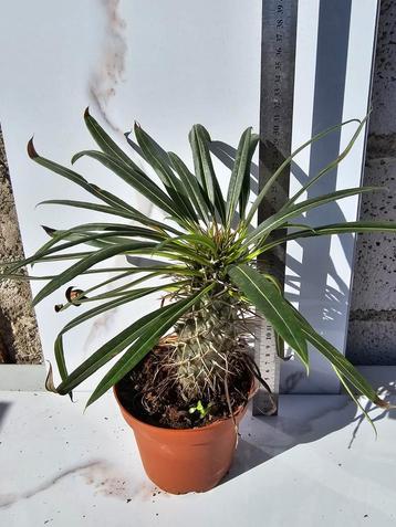 Pachypodium Lamerei  beschikbaar voor biedingen