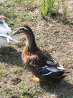 Rouen man, Dieren en Toebehoren, Eend