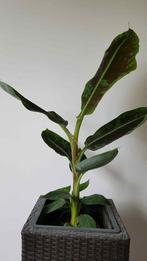 Bananier intérieur Musa Dwarf Cavendish, Enlèvement