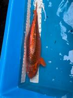 60 cm koi, Dieren en Toebehoren, Karper of Koi