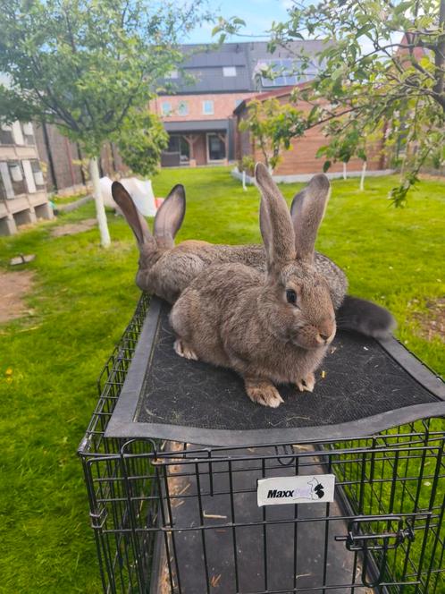 Vlamese Reus, Dieren en Toebehoren, Konijnen, Groot