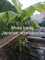 Musa basjoo (Japanse vezelbanaan), Tuin en Terras, Planten | Tuinplanten, Ophalen, Lente, Vaste plant, Volle zon