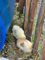 2 kuikens kruizing brahma  ouders op laatste 3 fotos, Dieren en Toebehoren, Geslacht onbekend