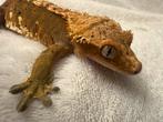Wimpergekko man 1 jaar oud eigen kweek, Dieren en Toebehoren, Reptielen en Amfibieën, Tam