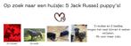 jack russel  puppy's, CDV (hondenziekte), Meerdere, 8 tot 15 weken, Meerdere dieren