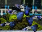 Metal snakeskin bleu tail guppen, Dieren en Toebehoren