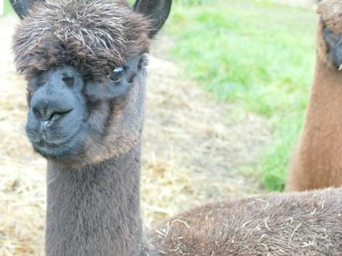 Rustige alpacamerrie te koop wegens inkrimping hobby, Dieren en Toebehoren, Schapen, Geiten en Varkens, Vrouwelijk, 3 tot 5 jaar