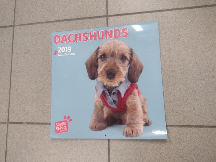 Calendrier Teckel 2019, Divers, Calendriers, Neuf, Calendrier mensuel, Enlèvement ou Envoi