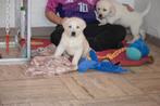 Labrador pups, wit, crèmekleurig en zwart, Dieren en Toebehoren, Parvo, België, 8 tot 15 weken, Labrador retriever