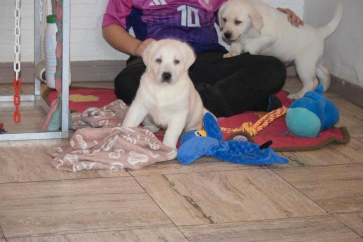 Labrador pups, wit, crèmekleurig en zwart, Dieren en Toebehoren, Honden | Retrievers, Spaniëls en Waterhonden, Meerdere dieren