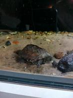 Chinese 3 kiel schildpad, Dieren en Toebehoren, Schildpad