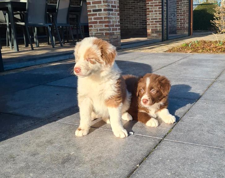 chiots border collie, Animaux & Accessoires, Chiens | Bergers & Bouviers, Plusieurs animaux, Colley, Éleveur | Professionnel, Plusieurs