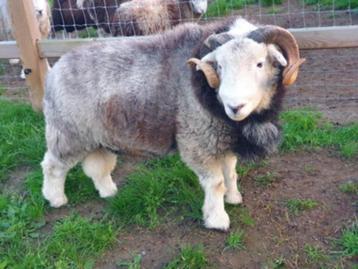 schapen scheren, Mouton