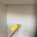 3x Gele Kanaries., Dieren en Toebehoren, Vogels | Kanaries