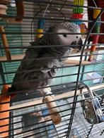Grijze roodstaart papegaai, Dieren en Toebehoren, Vogels | Parkieten en Papegaaien, Papegaai, Tam