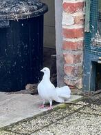 Oiseau paon avec cage, Animaux & Accessoires, Oiseaux | Cages & Volières