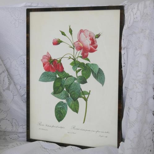 Prent van roos, Verzamelen, Foto's en Prenten, Prent, Ophalen of Verzenden
