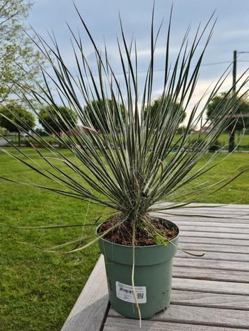 Yucca Elata- palmlelie