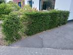 Taxushaag, Tuin en Terras, Planten | Struiken en Hagen, Ophalen