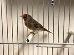 Distelvink x kanarie man, Dieren en Toebehoren, Vogels | Overige Vogels, Mannelijk