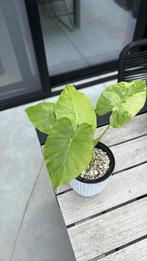 Alocasia Gageana Mint Variegata, Tuin en Terras, Planten | Tuinplanten, Ophalen
