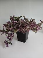 Planten Tradescantia Sweetness Een jaar oud, Ophalen, Nieuw