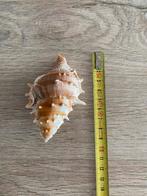 Schelpen, Ophalen, Schelp(en)