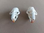 Muskusrat schedels (Ondatra Zibethicus), Ophalen of Verzenden, Zo goed als nieuw