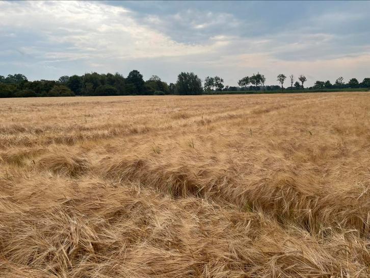 Akkerland/weides gezocht regio Ruddervoorde, Immo, Gronden en Bouwgronden, 1500 m² of meer