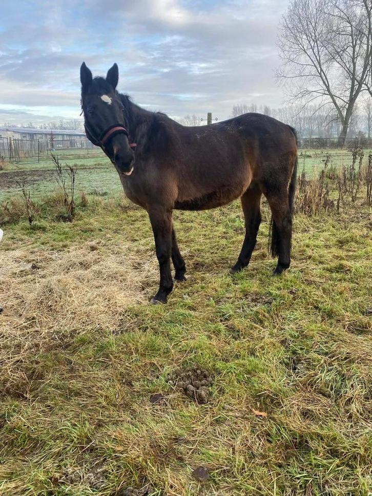 19 jarige Ruin, Animaux & Accessoires, Chevaux, Hongre, Débourré, Moins de 160 cm, 11 ans ou plus, Cheval de récréation, Avec pedigree