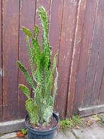 Cactus, Huis en Inrichting, Kamerplanten, Ophalen