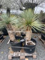 Lot van 6 yucca’s (LOT 48), Ophalen, Vaste plant, Overige soorten, Volle zon