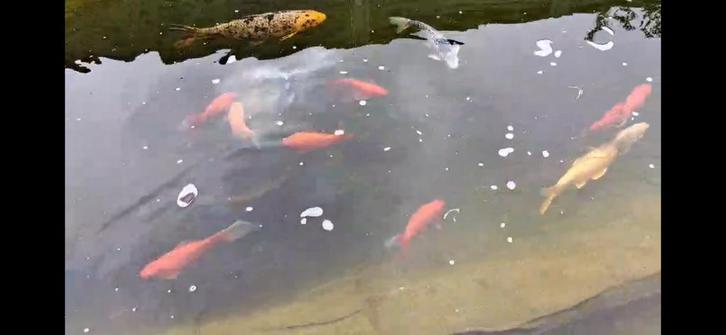Vissen, Dieren en Toebehoren, Vissen | Vijvervissen, Karper of Koi