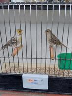 Kanaries, Dieren en Toebehoren