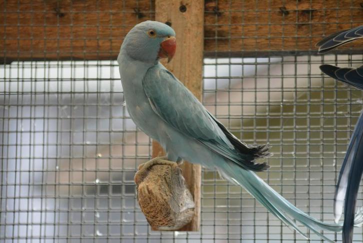 Halsbandparkieten 2025 Bleekstaart/Opaline, Dieren en Toebehoren, Vogels | Parkieten en Papegaaien, Parkiet, Meerdere dieren, Geringd