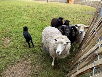 Schaap te koop, Femelle, Mouton, 3 à 5 ans