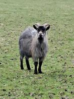 Geitenbokjes, Dieren en Toebehoren, Maart, Mannelijk