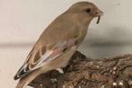 zoek Vale woestijnvink, Dieren en Toebehoren, Wildzangvogel, Geringd