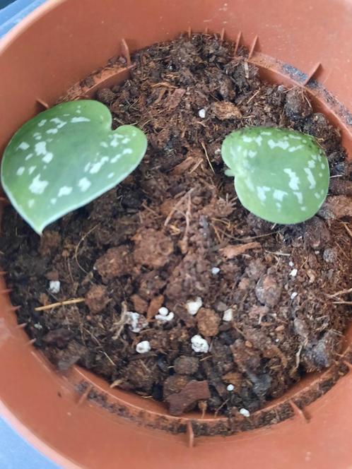 Scindapsus pictus, Huis en Inrichting, Kamerplanten, Overige soorten, Minder dan 100 cm, Groene kamerplant, Halfschaduw, In pot