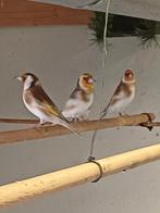 Chardonneret phaeo, Dieren en Toebehoren