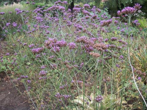 Verbena bonariensis, Tuin en Terras, Planten | Tuinplanten, Vaste plant, Overige soorten, Volle zon, Zomer, Ophalen