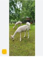 Scheren van alpacas en schapen, Dieren en Toebehoren, Stalling en Weidegang