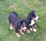 Chiots de montagne bernois, Animaux & Accessoires, Chiens | Bergers & Bouviers, Belgique, Plusieurs, Parvovirose, Chienne