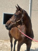 Knappe 7 jarige merrie, Dieren en Toebehoren, Merrie